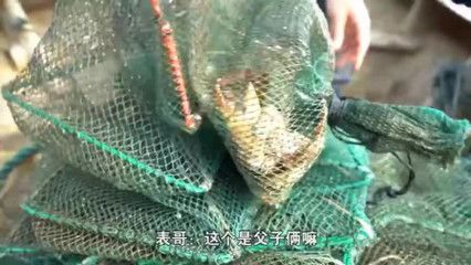 小虎魚打架怎么辦：小虎魚打架怎么辦，
