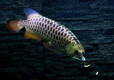 龍魚的最佳喂食時間是幾點vs祥龍魚場：龍魚的最佳喂食時間 龍魚的最佳喂食時間是幾點vs祥龍魚場：龍魚的最佳喂食時間 vs祥龍魚場 第5張