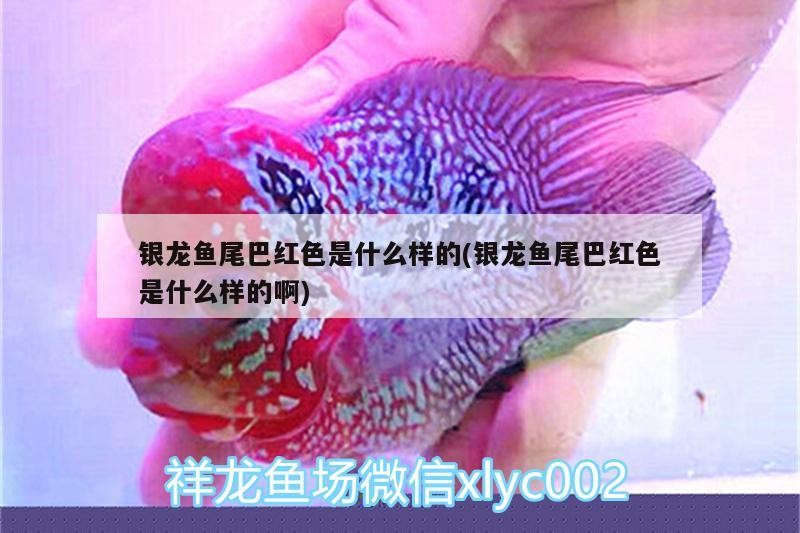 銀龍魚尾巴紅色是什么樣的(銀龍魚尾巴紅色是什么樣的啊) 銀龍魚尾巴紅色是什么樣的(銀龍魚尾巴紅色是什么樣的啊) 銀龍魚百科