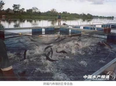 龍魚巨骨舌魚區別vs祥龍魚場：祥龍魚場口碑評價
