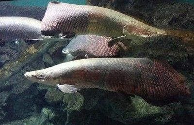 龍魚巨骨舌魚區別vs祥龍魚場：祥龍魚場口碑評價