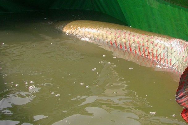 龍魚巨骨舌魚區別vs祥龍魚場：祥龍魚場口碑評價