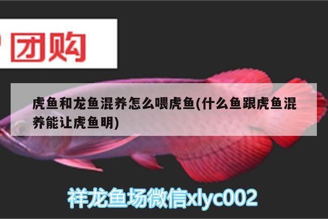 虎魚和龍魚混養怎么喂虎魚(什么魚跟虎魚混養能讓虎魚明) 虎魚和龍魚混養怎么喂虎魚(什么魚跟虎魚混養能讓虎魚明) 虎魚百科