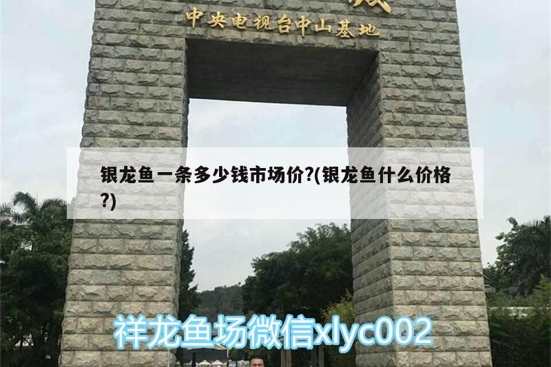 銀龍魚(yú)一條多少錢(qián)市場(chǎng)價(jià)?(銀龍魚(yú)什么價(jià)格?)