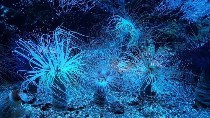 1～2cm金龍魚苗喂什么好