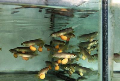 1～2cm金龍魚苗喂什么好