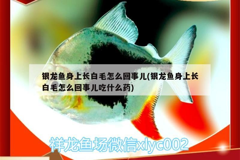 銀龍魚身上長白毛怎么回事兒(銀龍魚身上長白毛怎么回事兒吃什么藥)