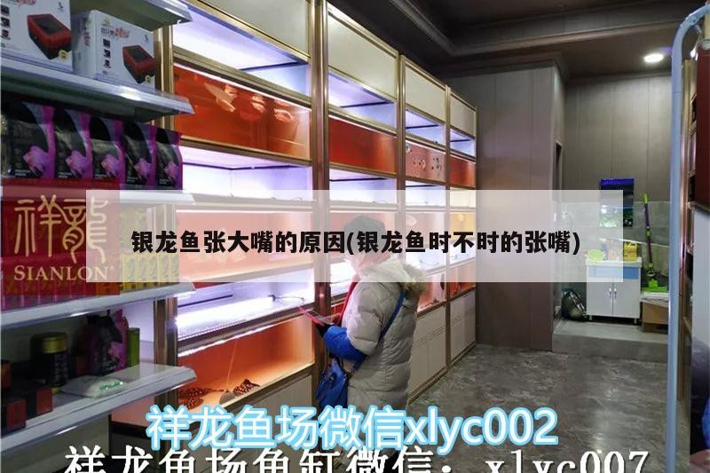 我的虎魚真菌感染了要怎么處理 銀龍魚張大嘴的原因(銀龍魚時不時的張嘴) 銀龍魚百科 銀龍魚張大嘴的原因(銀龍魚時不時的張嘴) 銀龍魚張大嘴的原因(銀龍魚時不時的張嘴) 銀龍魚百科