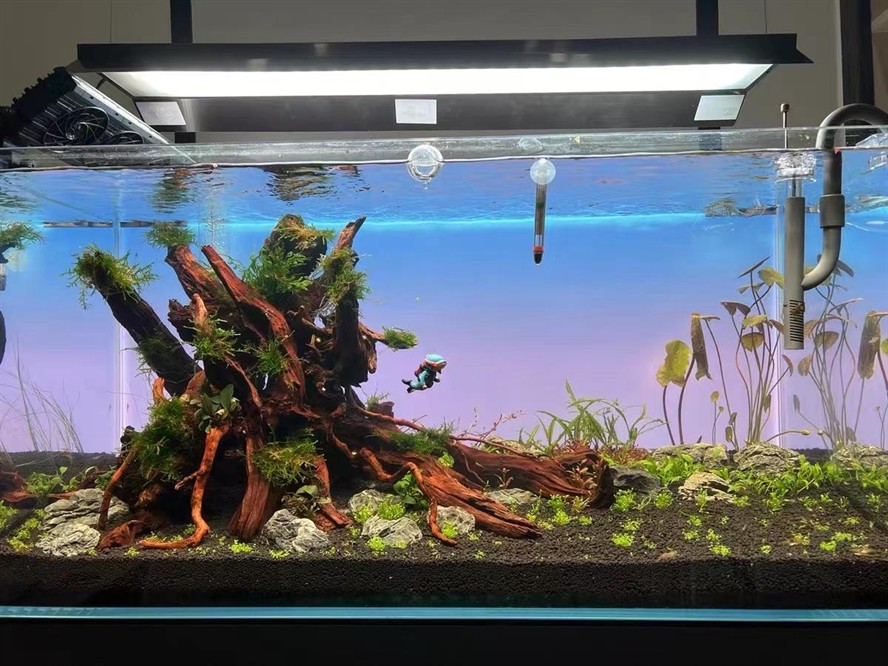 網紋草放在魚缸里能活嗎視頻（網紋草放在魚缸里能活嗎視頻講解）