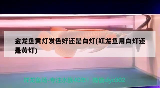 我的虎魚真菌感染了要怎么處理 金龍魚黃燈發(fā)色好還是白燈(紅龍魚用白燈還是黃燈) 魟魚百科 金龍魚黃燈發(fā)色好還是白燈(紅龍魚用白燈還是黃燈) 金龍魚黃燈發(fā)色好還是白燈(紅龍魚用白燈還是黃燈) 魟魚百科