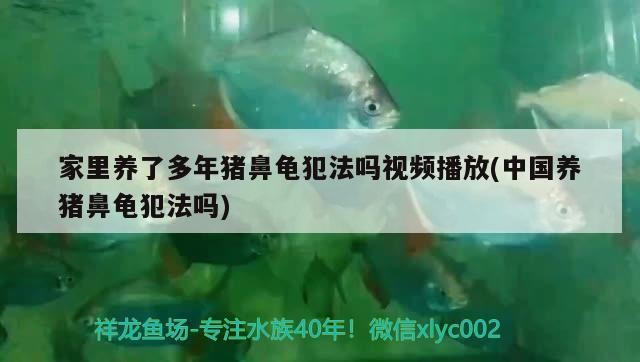 魚缸用增氧泵價格是多少:魚缸增氧機-xtrac增氧機-xtrac增氧機 家里養了多年豬鼻龜犯法嗎視頻播放(中國養豬鼻龜犯法嗎) 豬鼻龜百科 家里養了多年豬鼻龜犯法嗎視頻播放(中國養豬鼻龜犯法嗎) 家里養了多年豬鼻龜犯法嗎視頻播放(中國養豬鼻龜犯法嗎) 豬鼻龜百科