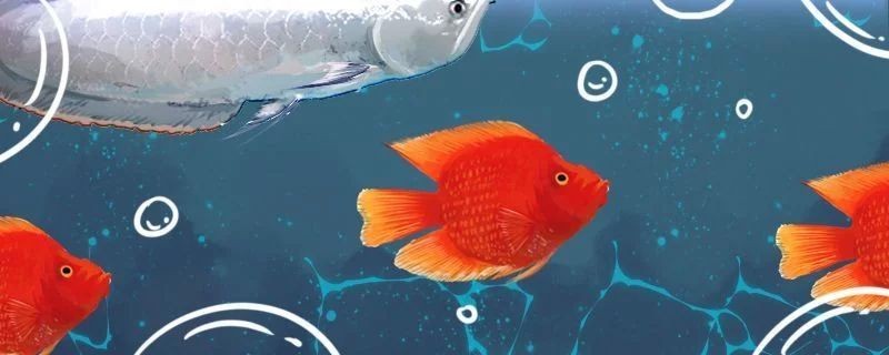 龍魚撞掉鱗片需要下藥嗎？vs祥龍魚場：龍魚鱗片脫落原因