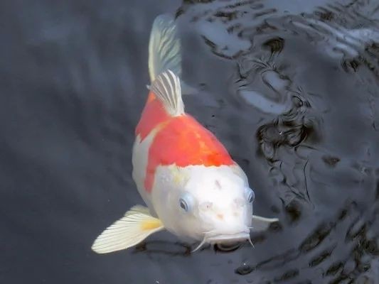 龍魚撞掉鱗片需要下藥嗎？vs祥龍魚場：龍魚鱗片脫落原因