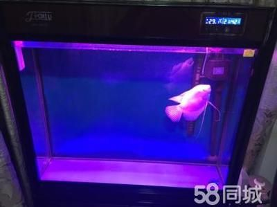 佳璐水族和森森的關系