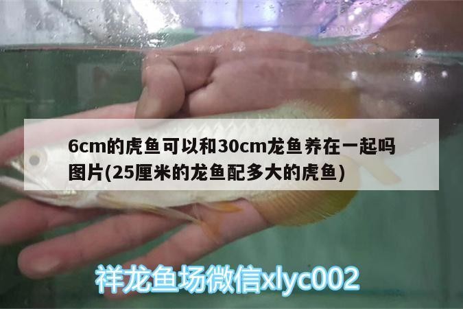 6cm的虎魚可以和30cm龍魚養(yǎng)在一起嗎圖片(25厘米的龍魚配多大的虎魚) 6cm的虎魚可以和30cm龍魚養(yǎng)在一起嗎圖片(25厘米的龍魚配多大的虎魚) 虎魚百科