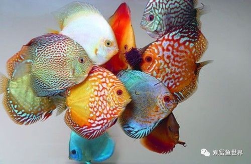 不需要打理的魚缸魚能活嗎：魚缸如果不進行打理，可能會導致以下問題