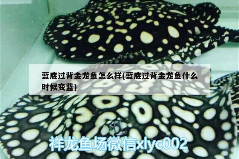 藍底過背金龍魚怎么樣(藍底過背金龍魚什么時候變藍)
