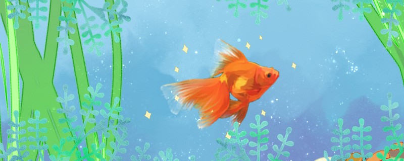 金鯽魚能長多大壽命有多長