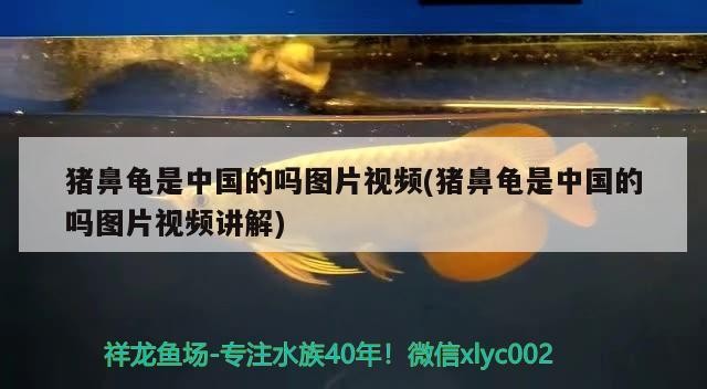 豬鼻龜是中國的嗎圖片視頻(豬鼻龜是中國的嗎圖片視頻講解)