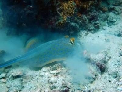 魟魚怎么看品質：判斷魟魚品質的關鍵在于性別、外觀檢查、水質要求