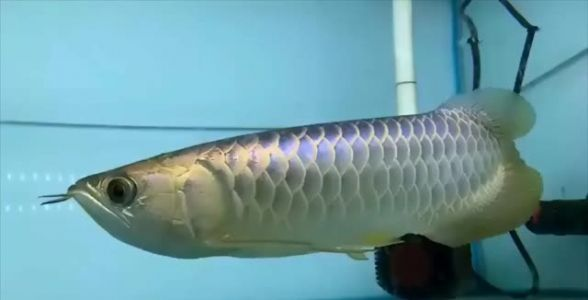 賽級(jí)藍(lán)底最厲害三個(gè)魚(yú)