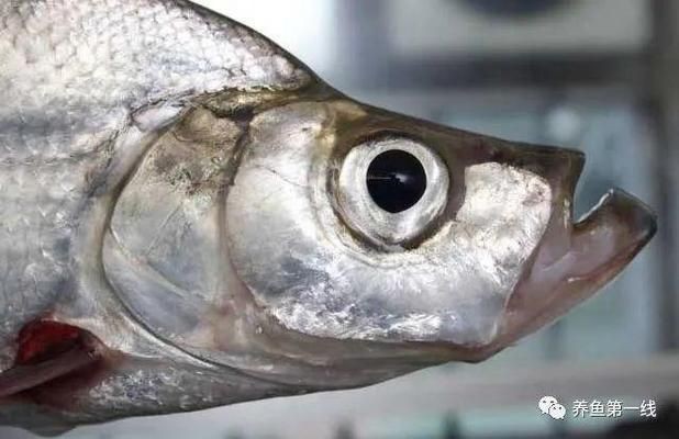 魟魚撅嘴弓身翹尾：魟魚撅嘴弓身翹尾可能是它們的正常行為之一[需手動填充]魚撅嘴弓身翹尾 魟魚撅嘴弓身翹尾：魟魚撅嘴弓身翹尾可能是它們的正常行為之一[需手動填充]魚撅嘴弓身翹尾 魟魚百科 第1張