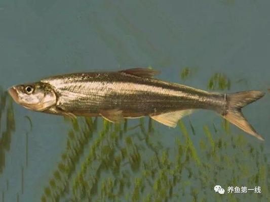魟魚撅嘴弓身翹尾：魟魚撅嘴弓身翹尾可能是它們的正常行為之一[需手動填充]魚撅嘴弓身翹尾 魟魚撅嘴弓身翹尾：魟魚撅嘴弓身翹尾可能是它們的正常行為之一[需手動填充]魚撅嘴弓身翹尾 魟魚百科 第2張