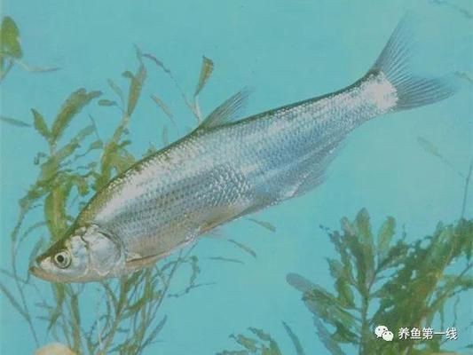 魟魚撅嘴弓身翹尾：魟魚撅嘴弓身翹尾可能是它們的正常行為之一[需手動填充]魚撅嘴弓身翹尾 魟魚撅嘴弓身翹尾：魟魚撅嘴弓身翹尾可能是它們的正常行為之一[需手動填充]魚撅嘴弓身翹尾 魟魚百科 第3張