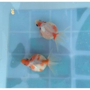 虎頭金魚一年能長多大，虎頭金魚的飼養技巧：虎頭金魚一年能長多大 虎頭金魚一年能長多大，虎頭金魚的飼養技巧：虎頭金魚一年能長多大 虎魚百科 第3張