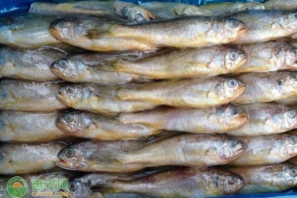 100種常見魚類大全 100種常見魚類大全 龍魚百科 第2張