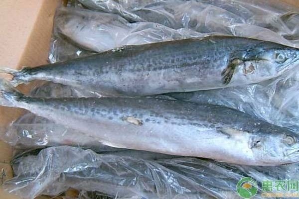 100種常見魚類大全 100種常見魚類大全 龍魚百科 第3張