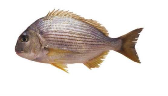 100種常見魚類大全 100種常見魚類大全 龍魚百科 第6張