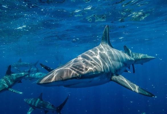 100種常見魚類大全 100種常見魚類大全 龍魚百科 第5張