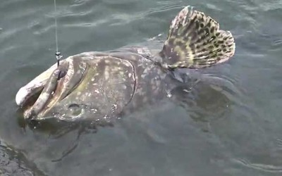 龍躉魚念bo還是bai