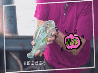 龍躉魚念bo還是bai