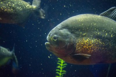 虎魚是深海魚嗎？：虎魚是深海魚嗎虎魚是深海魚嗎