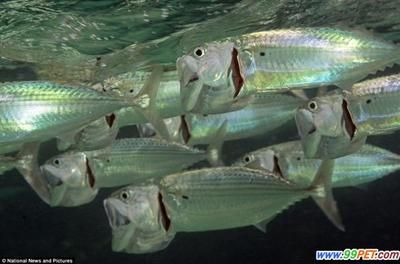 虎魚是深海魚嗎？：虎魚是深海魚嗎虎魚是深海魚嗎