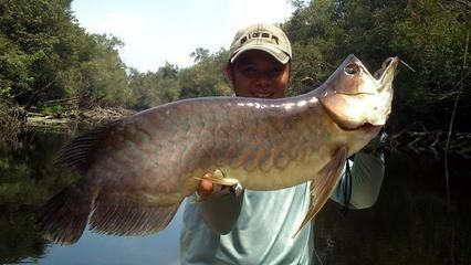 龍魚(yú)魚(yú)缸十大排名vs祥龍魚(yú)場(chǎng)：龍魚(yú)魚(yú)缸十大排名與祥龍魚(yú)場(chǎng)