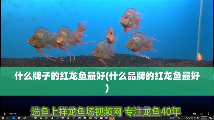十大名牌紅龍魚