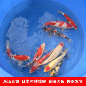 十大名牌紅龍魚