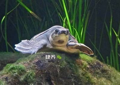 紅龍魚能跟豬鼻龜一起養嗎