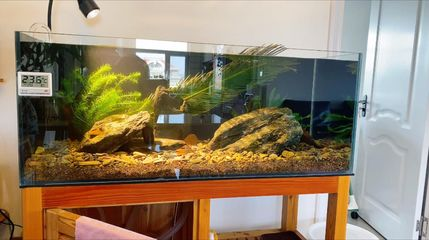 彩蝶魚缸官網入口 彩蝶魚缸官網入口 龍魚百科 第3張