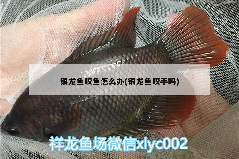 銀龍魚咬魚怎么辦(銀龍魚咬手嗎)