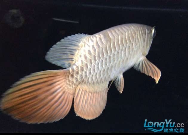 金龍魚藍底金底哪個好