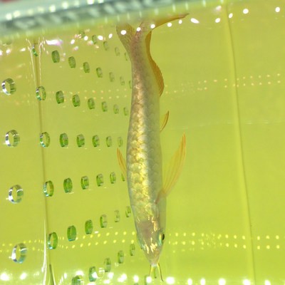金龍魚藍底金底哪個好