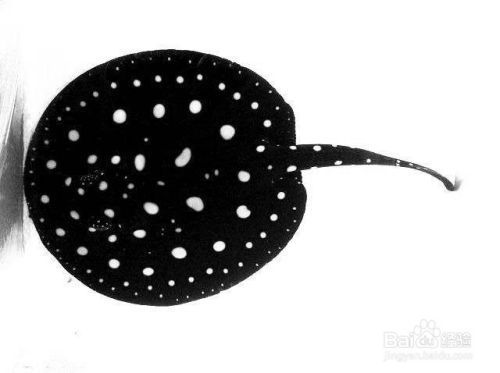 集寧區(qū)喜巨水族（集寧水族館） 集寧區(qū)喜巨水族（集寧水族館） 全國水族館企業(yè)名錄 第1張