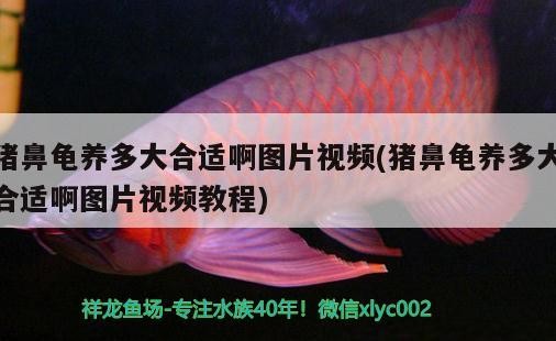 豬鼻龜養(yǎng)多大合適啊圖片視頻(豬鼻龜養(yǎng)多大合適啊圖片視頻教程)