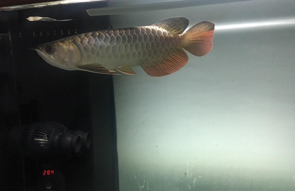 果洛藏族自治州二手龍魚(yú):1米長(zhǎng)過(guò)背金龍魚(yú)價(jià)值