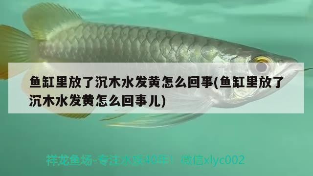 魚缸里放了沉木水發黃怎么回事(魚缸里放了沉木水發黃怎么回事兒)