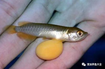 紅龍魚一年可以長多大的魚卵：紅龍魚一年可以長多大的魚卵紅龍魚魚卵孵化過程詳解